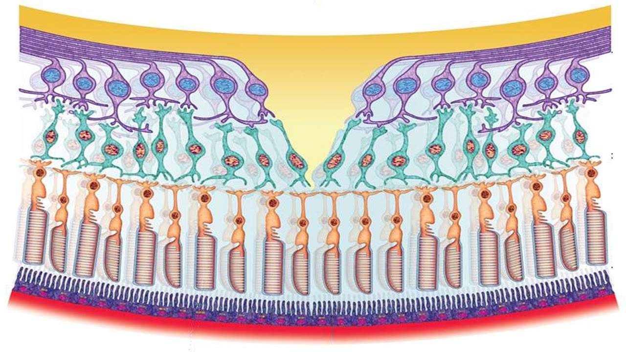 Внутренняя сетчатка. Строение сетчатки макула. Палочки и колбочки сетчатки глаза. Строение сетчатки глаза. Сетчатка анатомия.