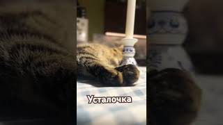 Кошка Булка. Усталочка