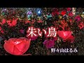 朱い鳥★野々山はるみ cover