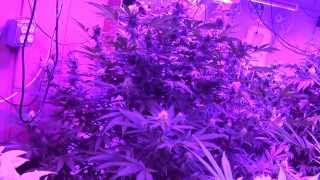 Kushington Farms Wanders Around Garden Features Method Sevens and LushLEDLighting