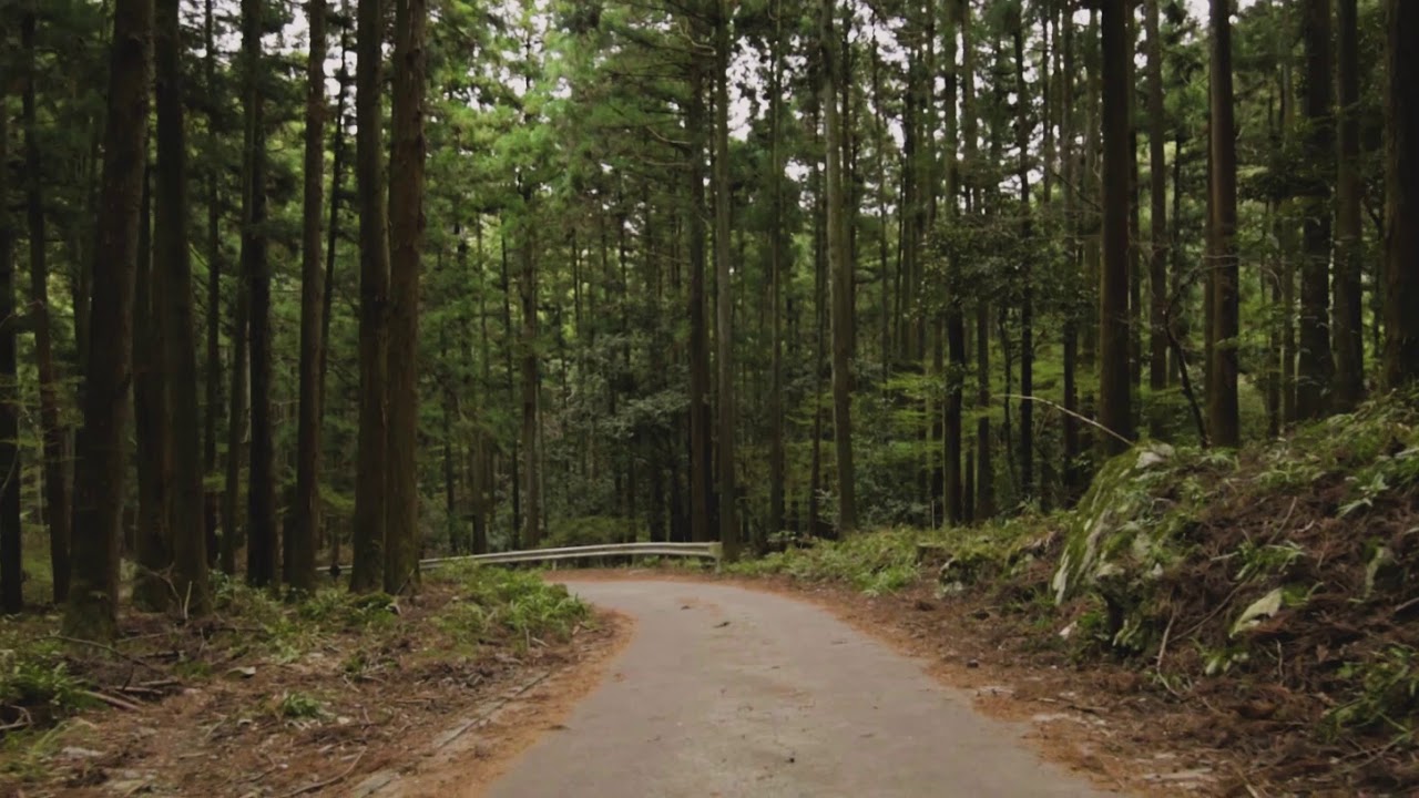 Woods - DJI Ronin + Nikon D810