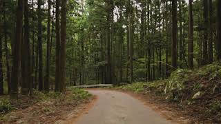 Woods - Dji Ronin Nikon D810