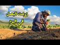 زرعت البصل في البرد الشديد هل ينجح ؟؟؟