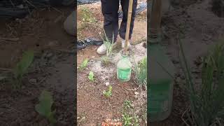 Fertilizing &amp; Plant Protection Tool Made from Plastic Bottles &amp; Sticks