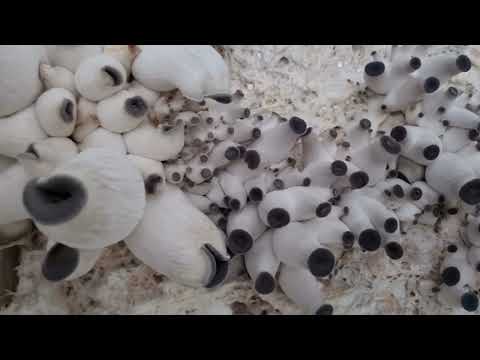 🍄칡느타리버섯🍄재배소소한 시골 일상🙏🍄