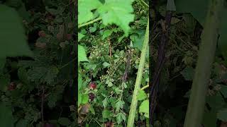 Out picking blackberries! #blackberry #harvest #foraging #homesteading