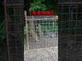 #S12【有害駆除】ウリ坊5頭捕獲