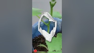 Growing cucumbers this way, you won