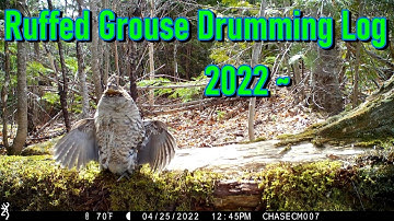 Ruffed Grouse Drumming Log 2022
