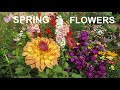 Flowers from my garden spring flowers 2023  part 1 