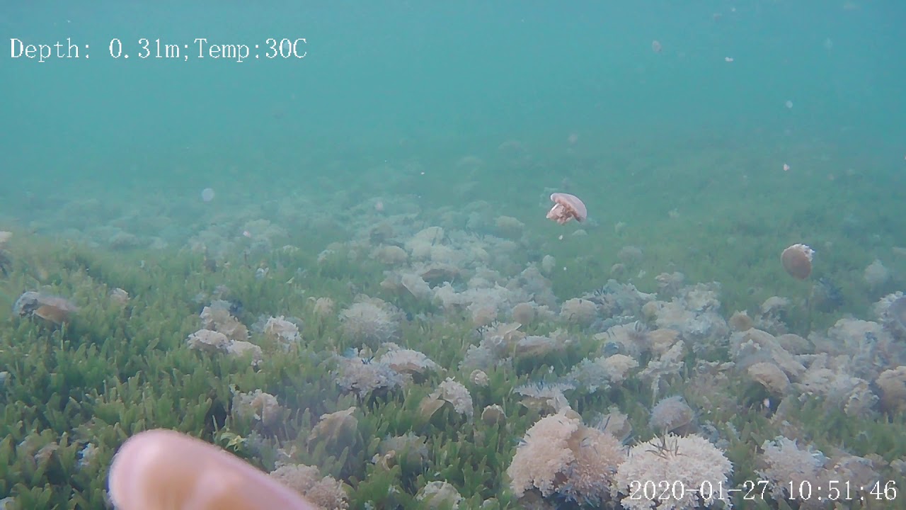 Fifish . Million's of Upsidedown Jelly fish in the seagrass in Curacao