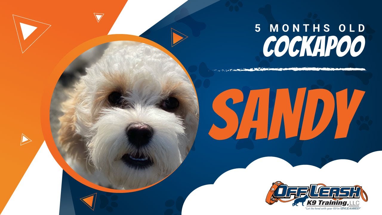 Cockapoo, 5 MO, Sandy | Best Small Dog Trainers Northern VA | Off Leash ...