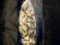 5年放置しているビオトープに潜むワカサギやアジを瞬く間に骨格標本にする生き物の恐るべき食事風景...