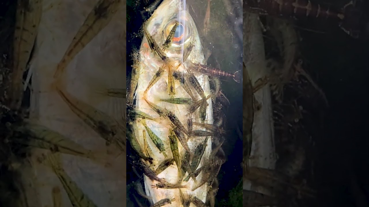 5年放置しているビオトープに潜むワカサギやアジを瞬く間に骨格標本にする生き物の恐るべき食事風景...