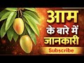 आम के बारे में पूरी जानकारी | Mango Information in Hindi | आम का वैज्ञानिक नाम क्या है 🥭 |