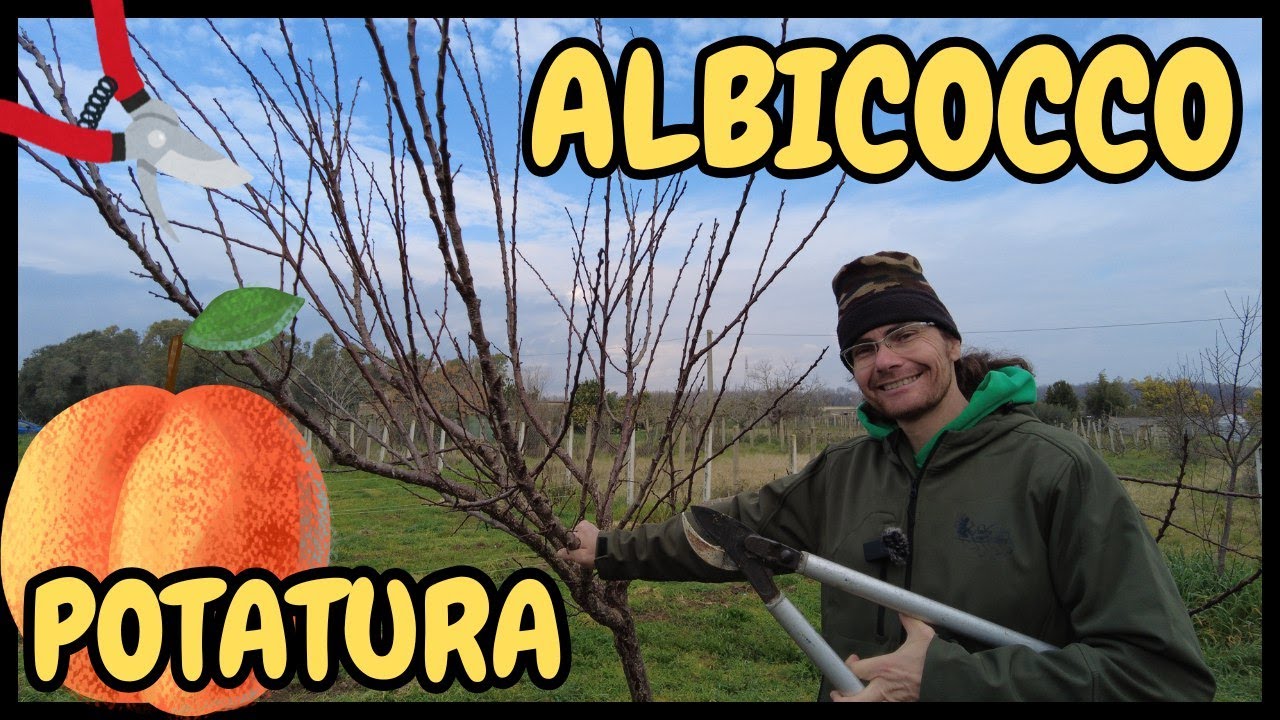 GUIDA PRATICA alla Potatura INVERNALE dell'ALBICOCCO | Tutorial potatura