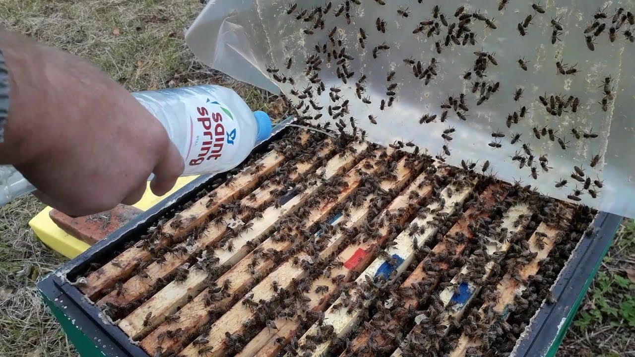 Весенняя обработка пчел от клеща. Пчёлы Бакфаст пасека пучковых. Обработка пчел от клеща. Обработка пчел от клеща осенью. Весеннее наращивание пчёл.
