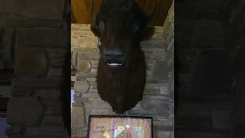 The talking buffalo