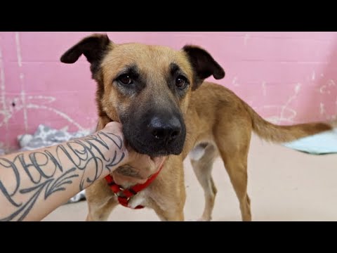 How To Earn A Shelter Dog's Trust..