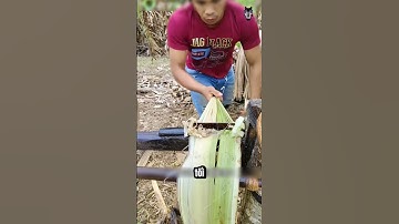 Kỹ Thuật Lấy Sợi Chuối 
