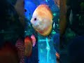 Acuario peces disco 3 mil litros