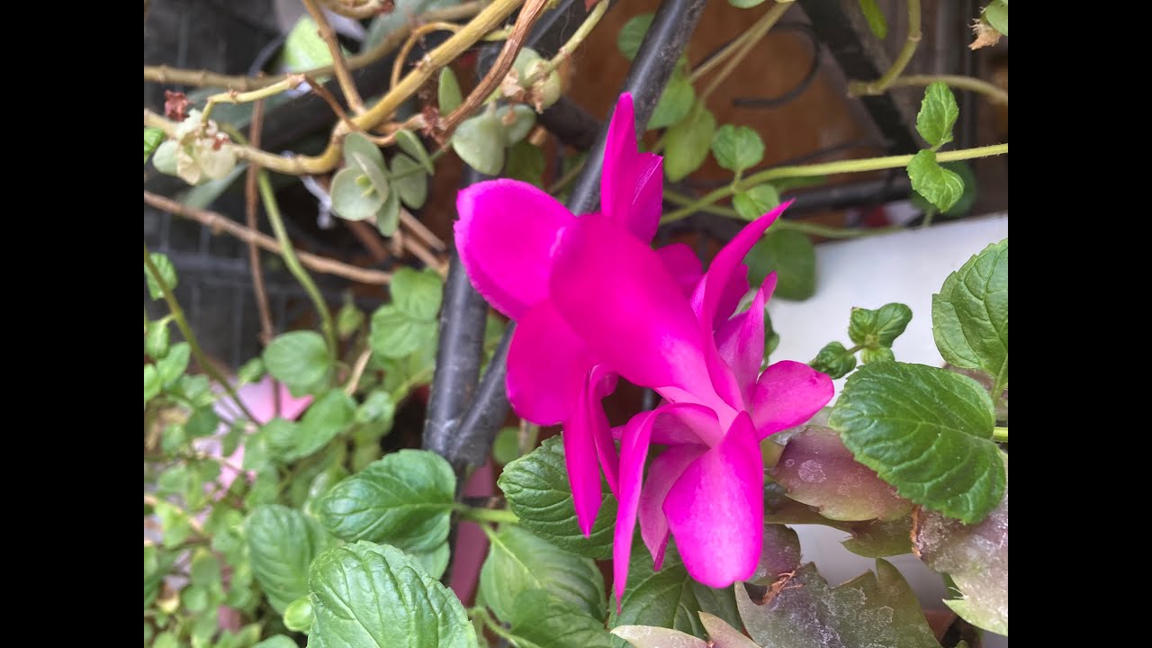 Surreal Symphony of Arpeggio Flowers