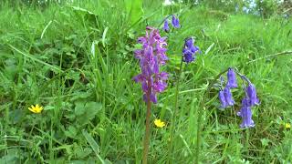 EARLY PURPLE ORCHIDS the first orchids of Spring 2022