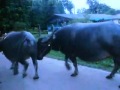 Buffalos were back home