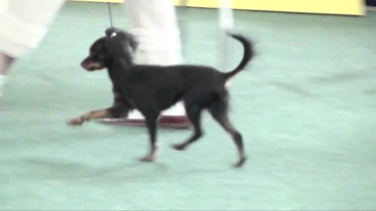 World dog show 2009 Bratislava - russian toy