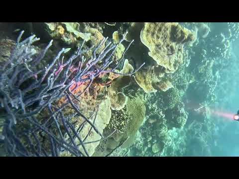 Reef Diving Twin Peaks in Coron, Philippines