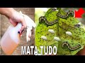 Mata Lagartas, Pulgão, Moscas Cochonilha e Formigas (Receita Fácil e Rápida sem Gastar)