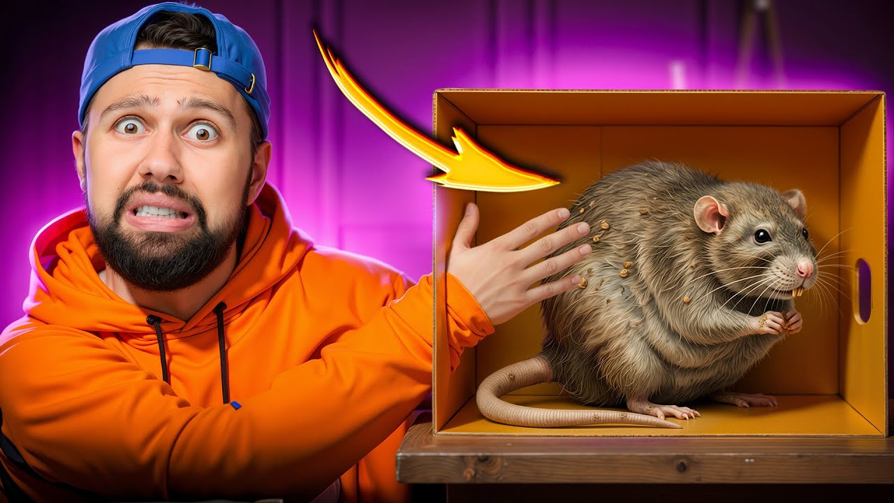 Գուշակիր ինչ է տուփի մեջ, որպեսզի հաղթես (Զզվելի…)