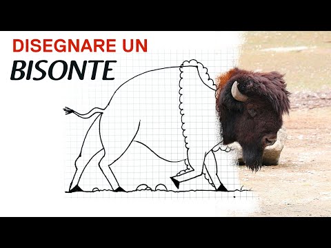 Video: Come Si Disegna Un Bisonte