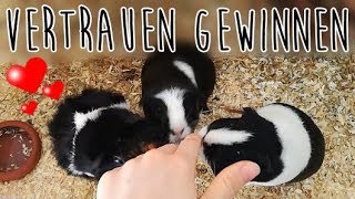 Wie meine Meerschweinchen zutraulich geworden sind