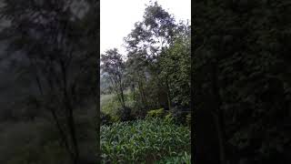 Ho Ho Ho Tik Tok Ringtone Song