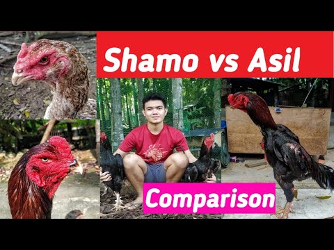 Shamo vs. Asil  Comparison