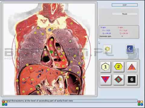 BIOPLASM NLS DEMO VIDEO 1