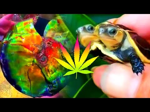 watch-while-high!-trippy-video-compilation-#13-★-stonervids