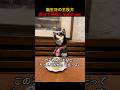 誕生日の主役犬自分で熱唱し始めたwww