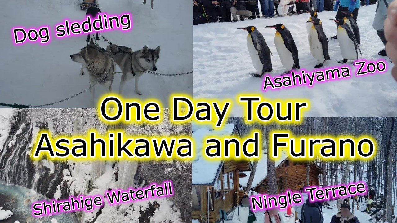 One Day Tour to Asahikawa and Furano.Private Tour.