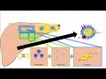 Lipid &amp; Lipoprotein Processing Part 2 - Chylomicron Metabolism