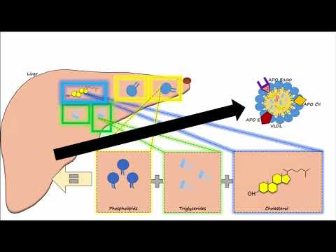 Lipid & Lipoprotein