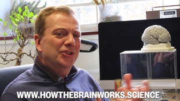 New resource shows teachers and parents how the brain works
