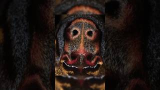The Honey Robber Deaths-Head Hawk Moth