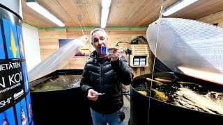 Modern Koi Blog #4358 - This is why Eugen lost some of his best Koi in his breeding program