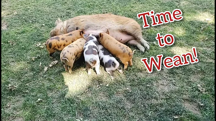 Weaning Kunekune Piglets