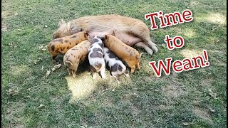 Information Weaning Kunekune Piglets Guide