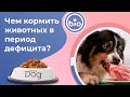 Эфир Чем кормить животных в период дефицита