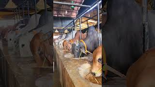 পড়াশোনা শেষ করে গরু পালন!সমাজের মানুষ কি বলবে!! Sara agro #cow #bull #bullfarm #farming