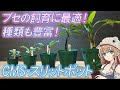 ブセの水上飼育に最適！絶好調おすすめ鉢！CMS-スリットポットを徹底レビュー！